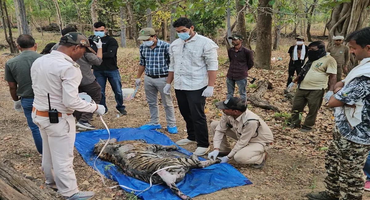 Centre Sends High-Level Team to Investigate Cheetah Death in Madhya Pradesh